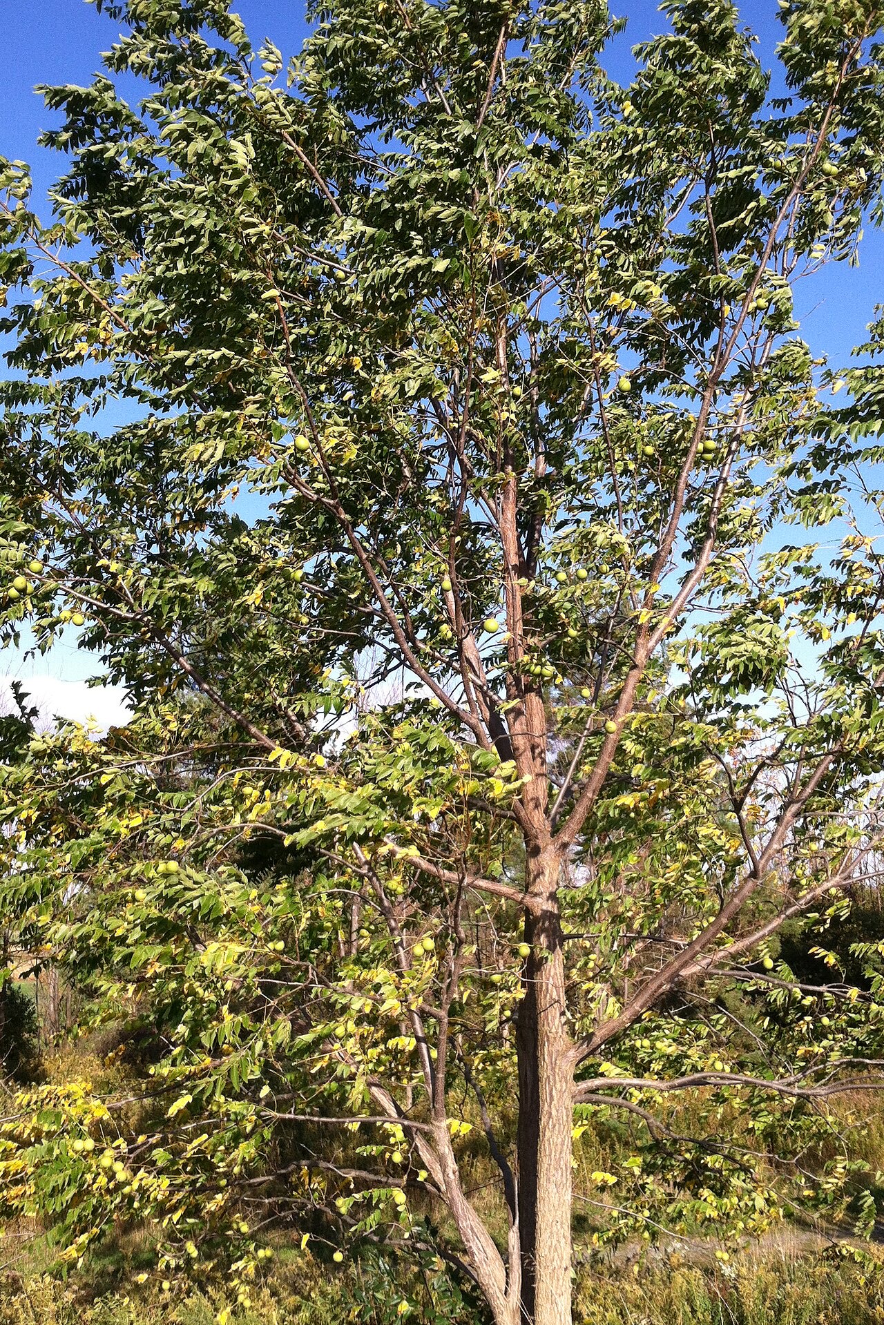 עץ אגוז שחור (Juglans nigra) צעיר עם פירות