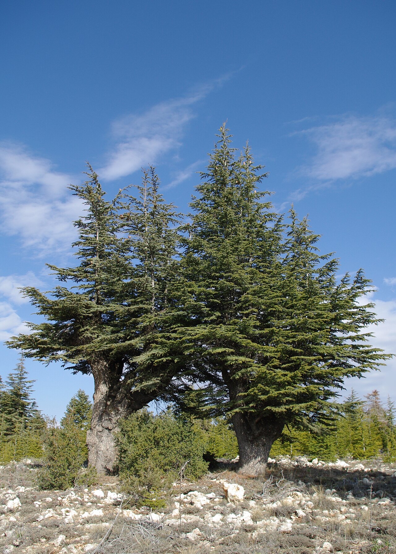 ארזי הלבנון (Cedrus libani) בהרי הטאורוס