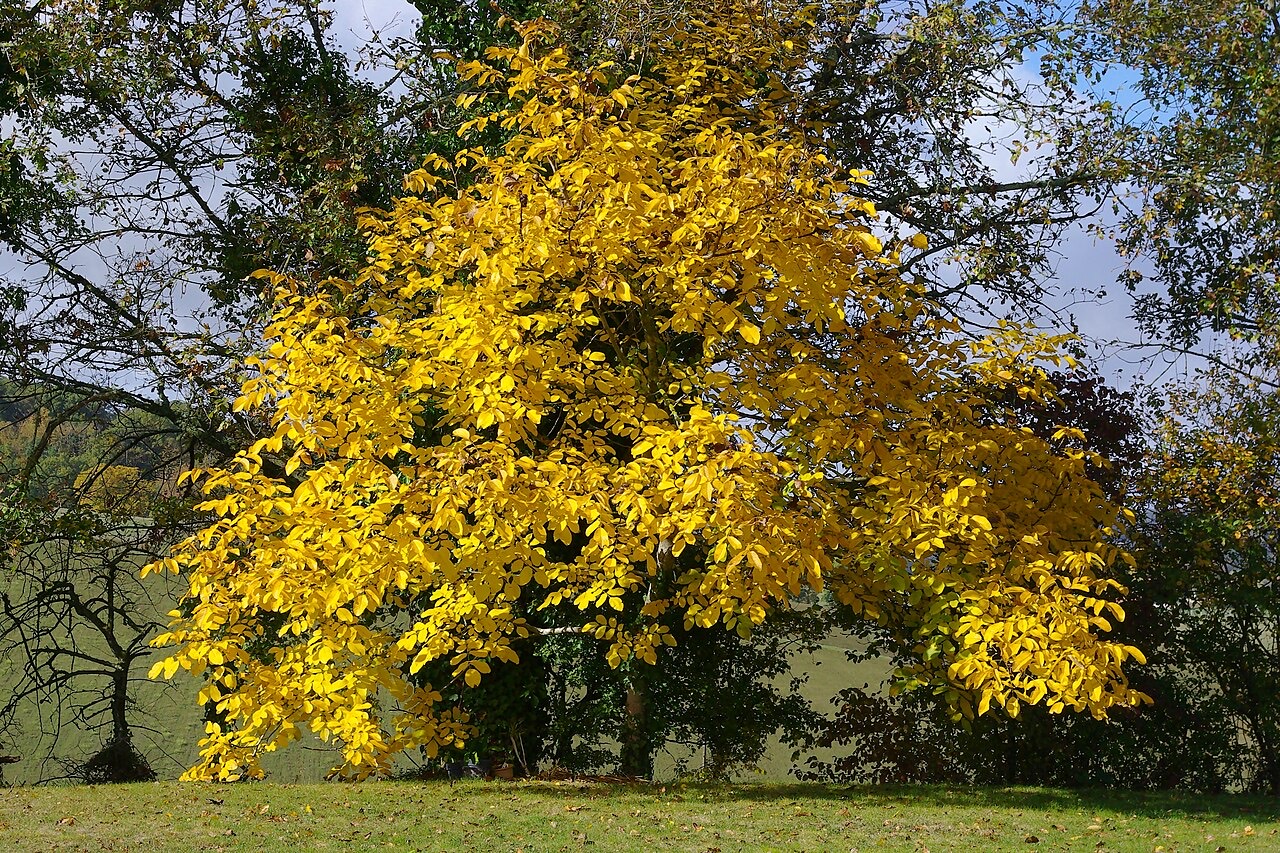עץ אגוז אירופי (Juglans regia) בשלכת