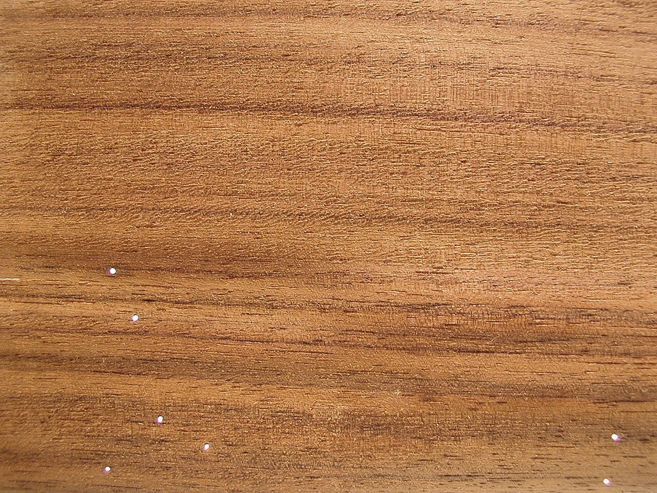 פליסנדר הודי (D. latifolia) — אחיד וסגלגל יותר